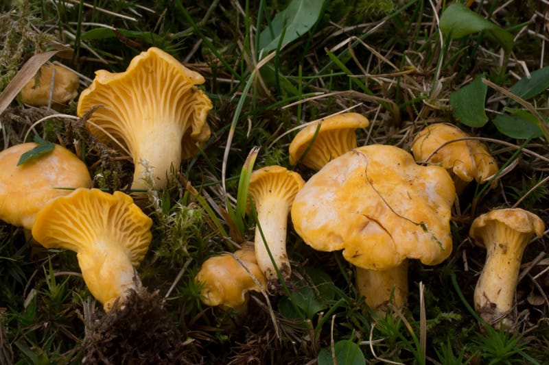 Pfifferlinge
