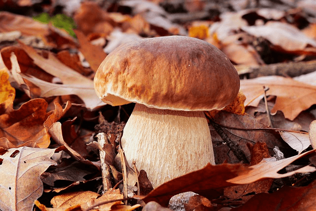 Steinpilze