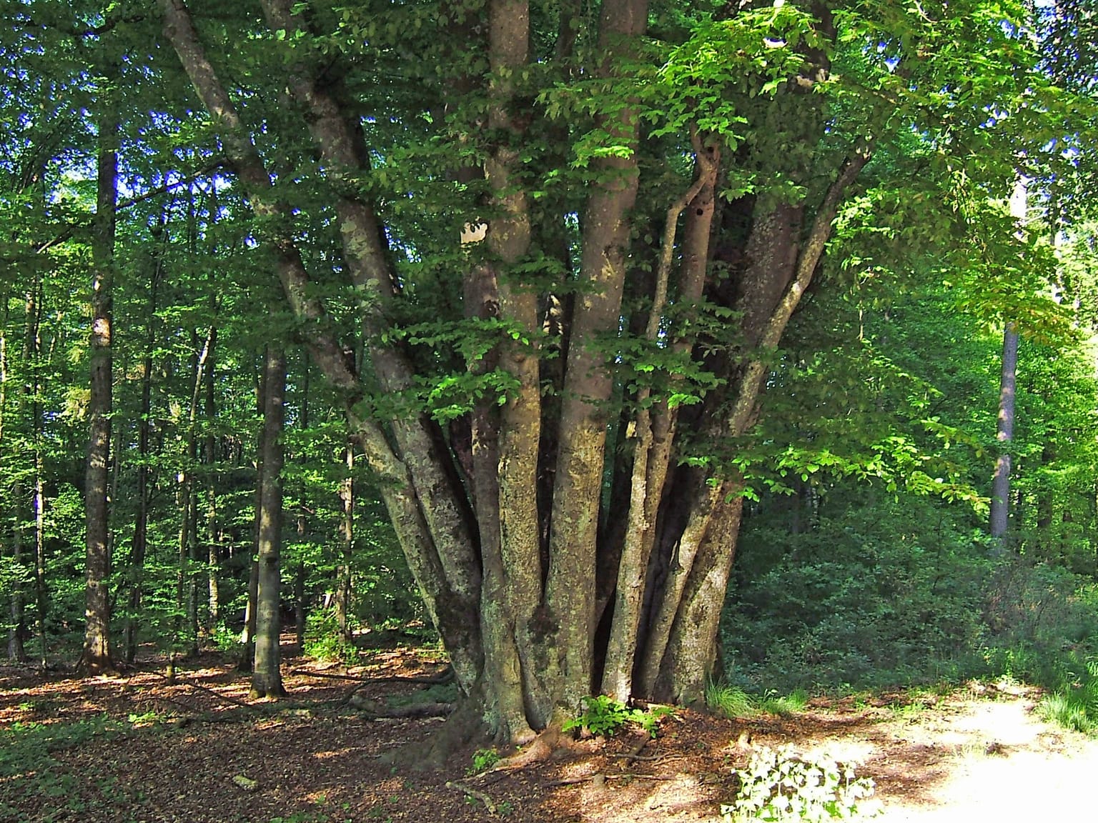 Naturdenkmal 24 Buchen im Herrenberger Stadtwald des Schönbuchs