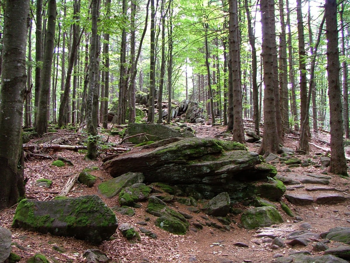 Bayerischer Wald zwischen Waldhäuser und Lusen