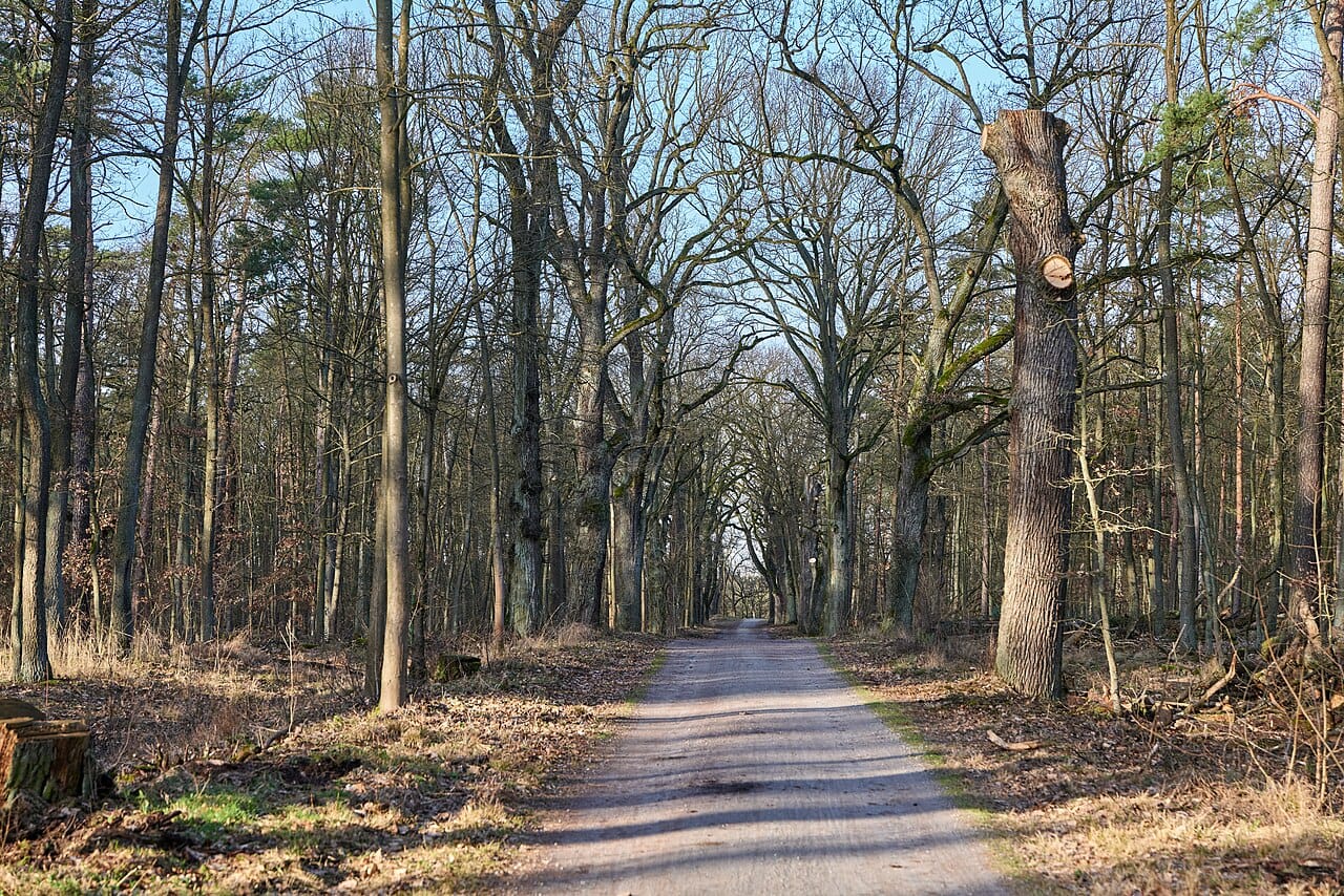 Waldweg im Berliner Grunewald · Wikimedia Commons