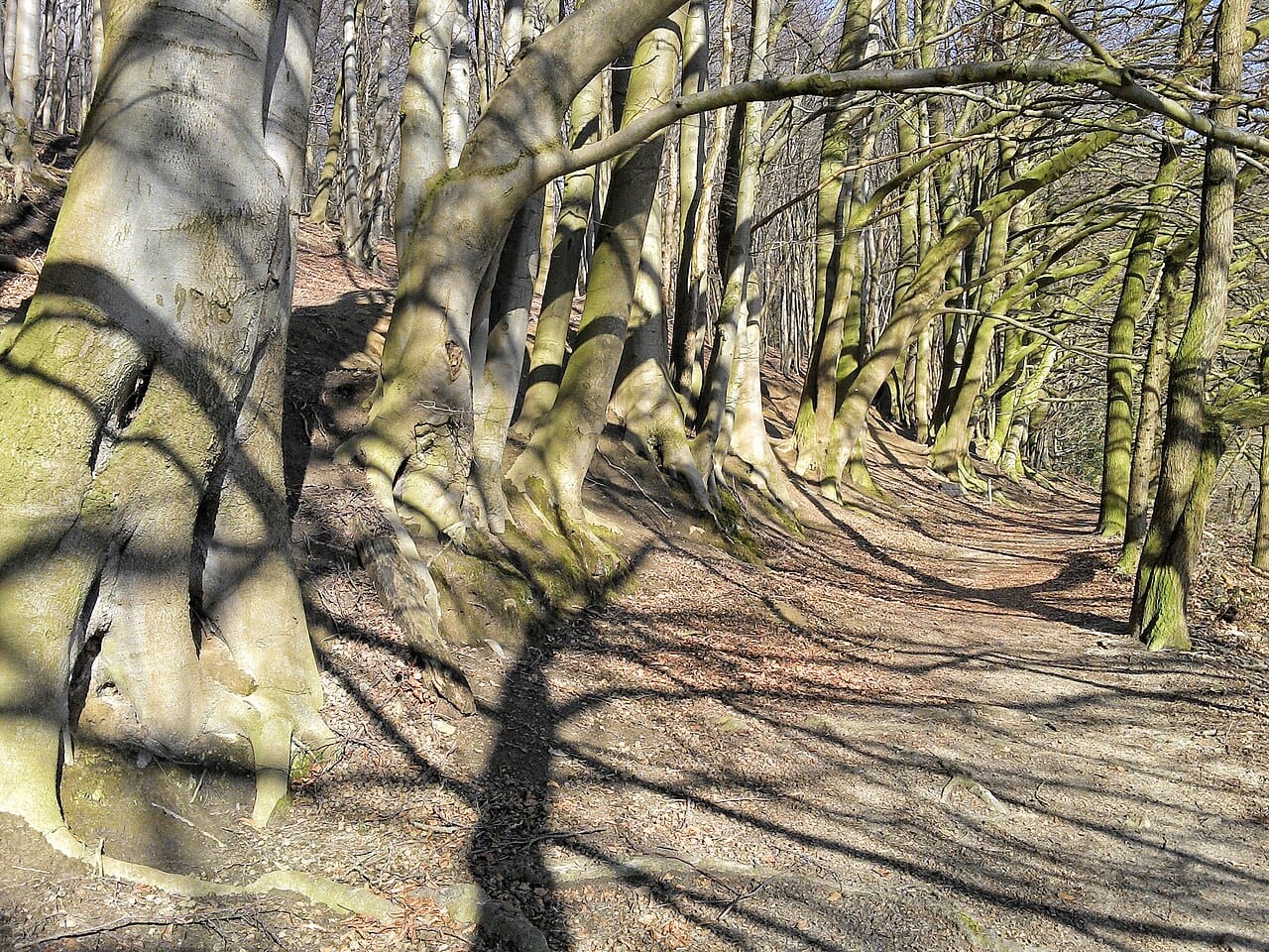Buchenwald im Bocketal bei Brochterbeck im Teutoburger Wald