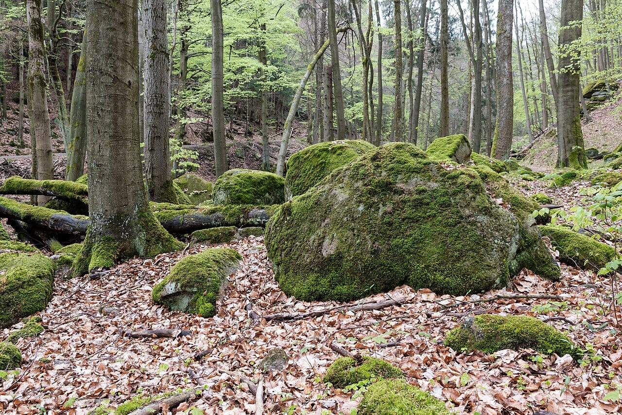 Ilsenburg, Ilsetal -- 2017 -- 0163.jpg · Nationalpark Harz · Wikimedia Commons