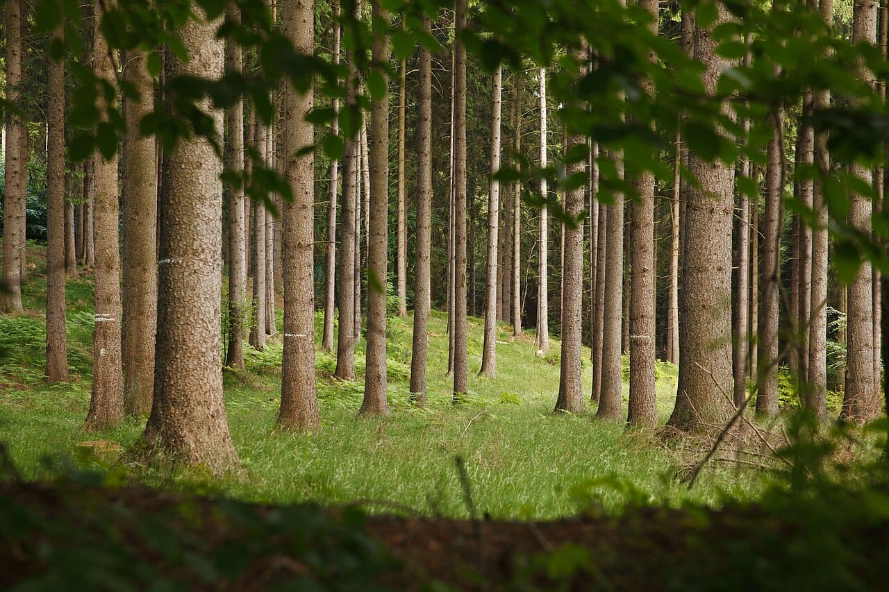 Hahnheide-Wald.jpg · Wald im Naturschutzgebiet Hahnheide · Wikimedia Commons