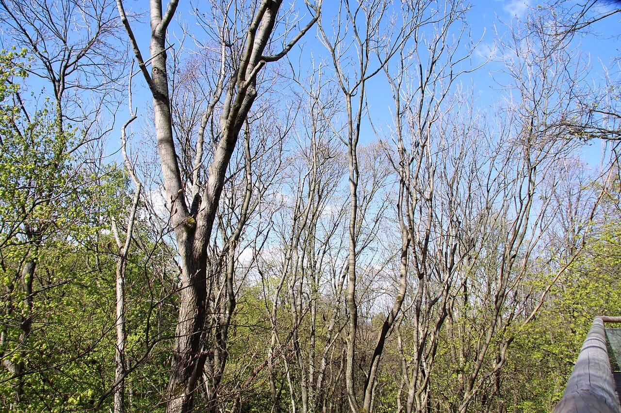 Frühlingsblick vom Baumkronenpfad in den Buchenwald des Nationalparks Hainich