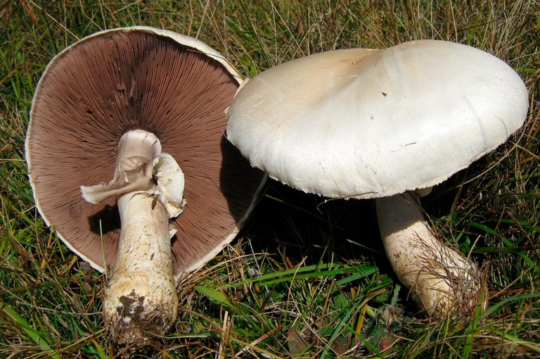 Wo findet man Wiesenchampignons in Deutschland?