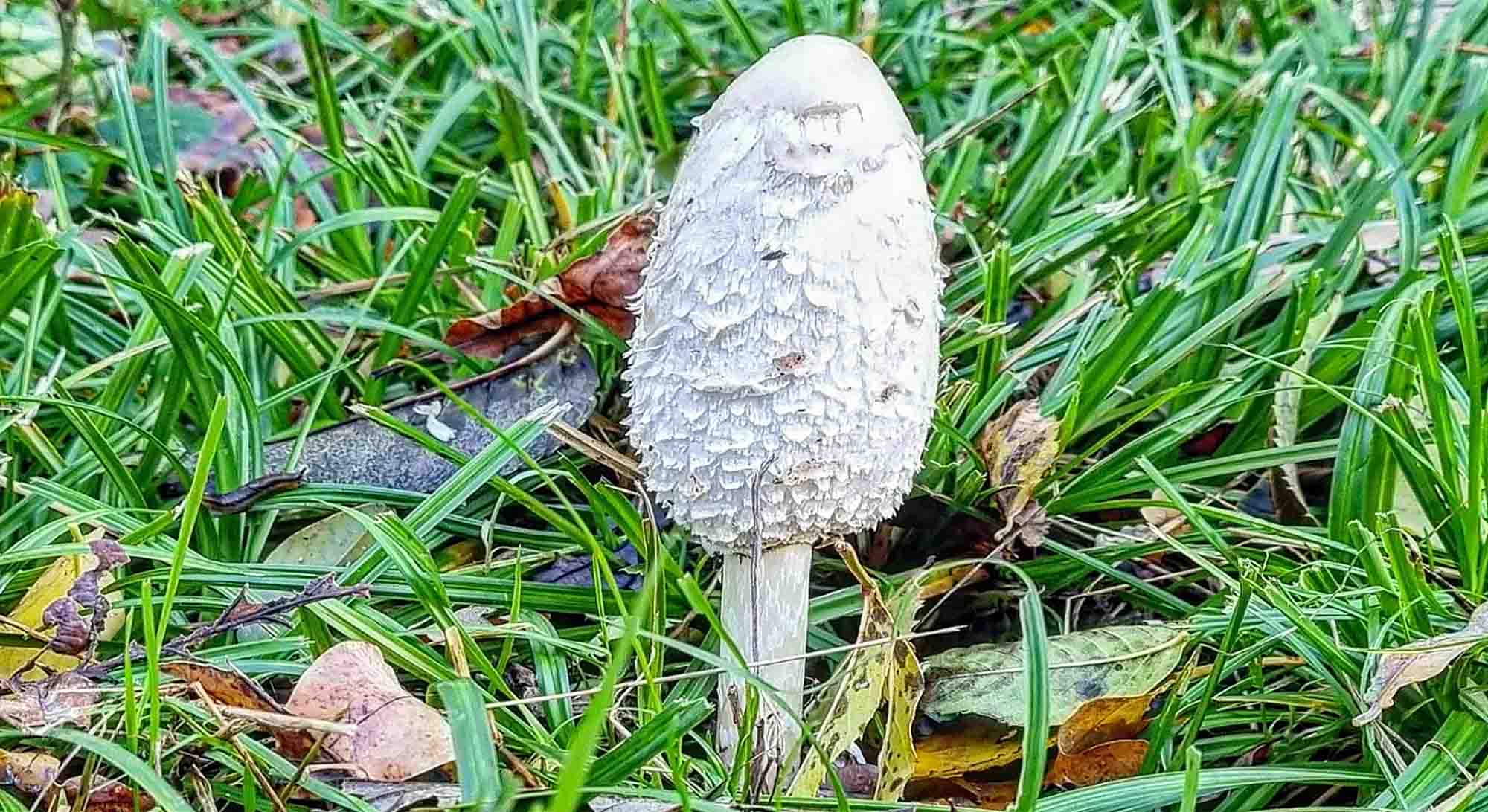 Schopftintlinge