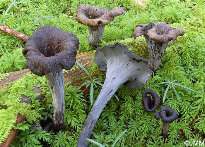 Totentrompeten