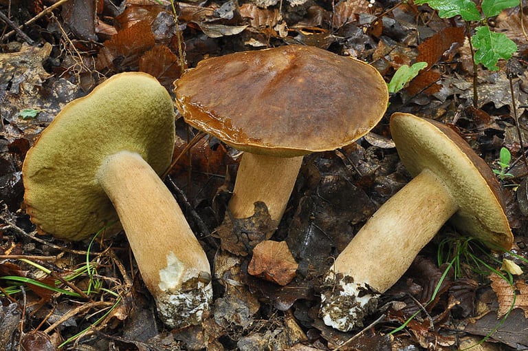 Wo findet man Schwarze Steinpilze in Deutschland?