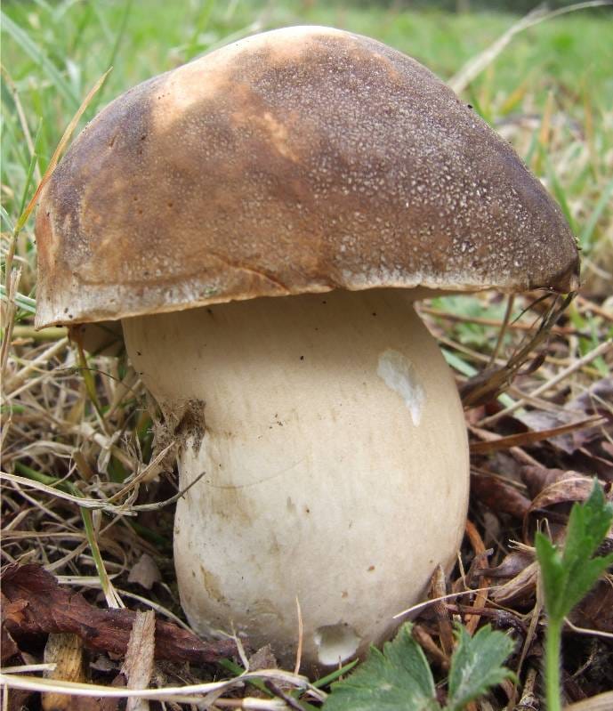 Sommersteinpilze