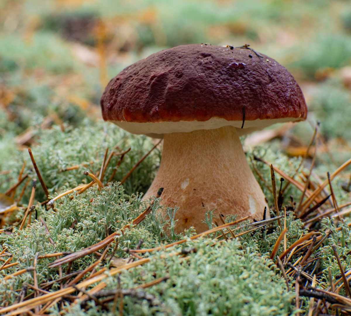 Kiefernsteinpilze