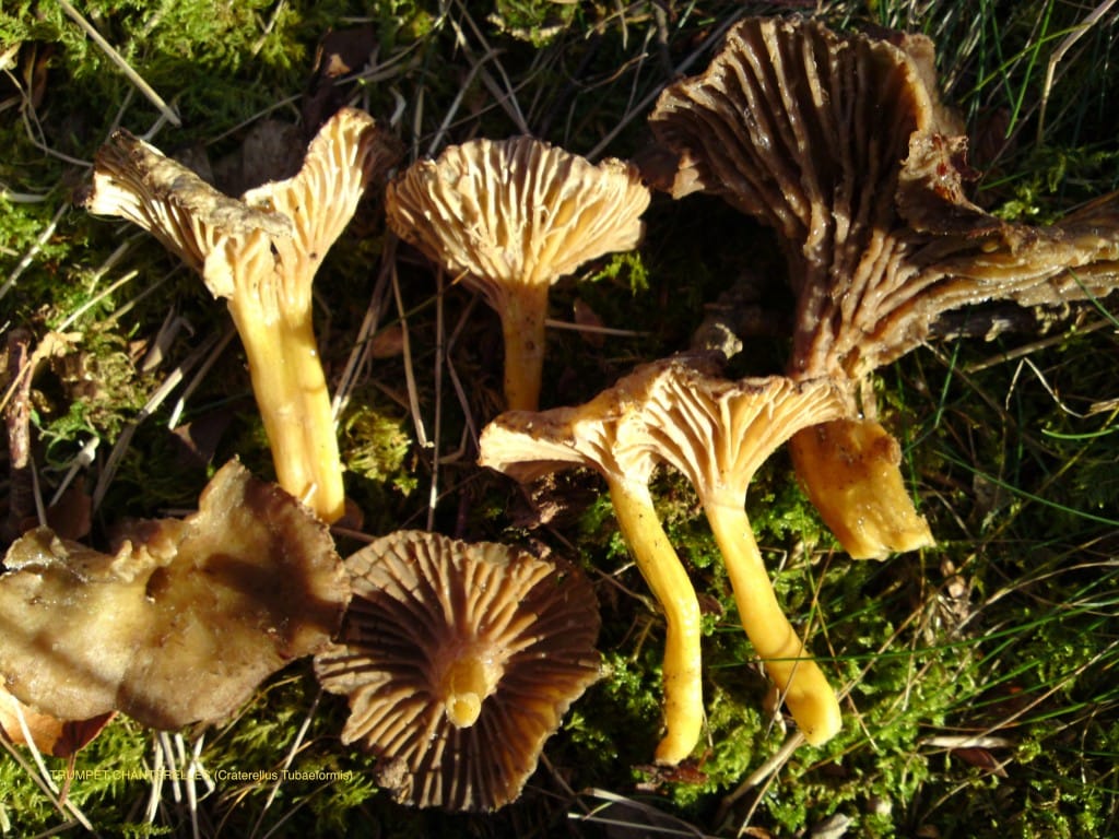 Trompetenpfifferlinge