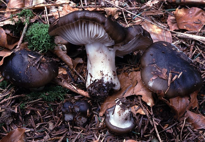 Märzschnecklinge