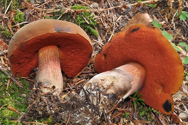 Flockenstielige Hexenröhrlinge