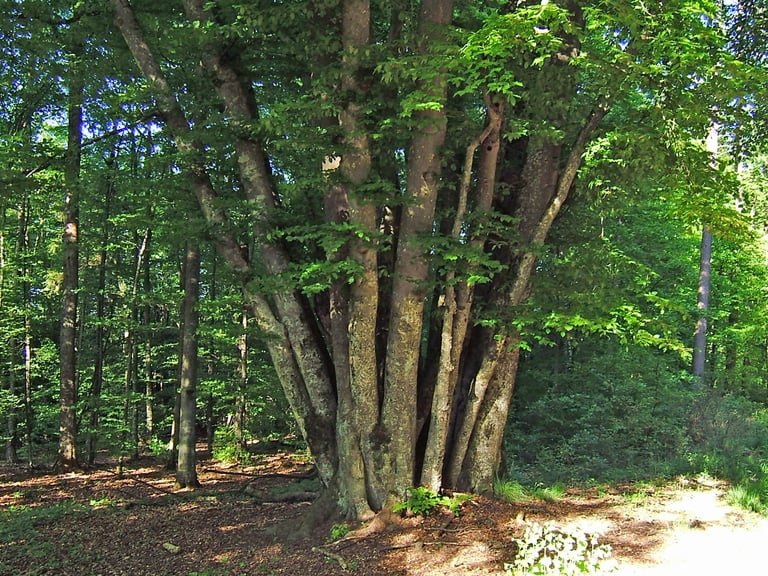 Naturdenkmal 24 Buchen im Herrenberger Stadtwald des Schönbuchs
