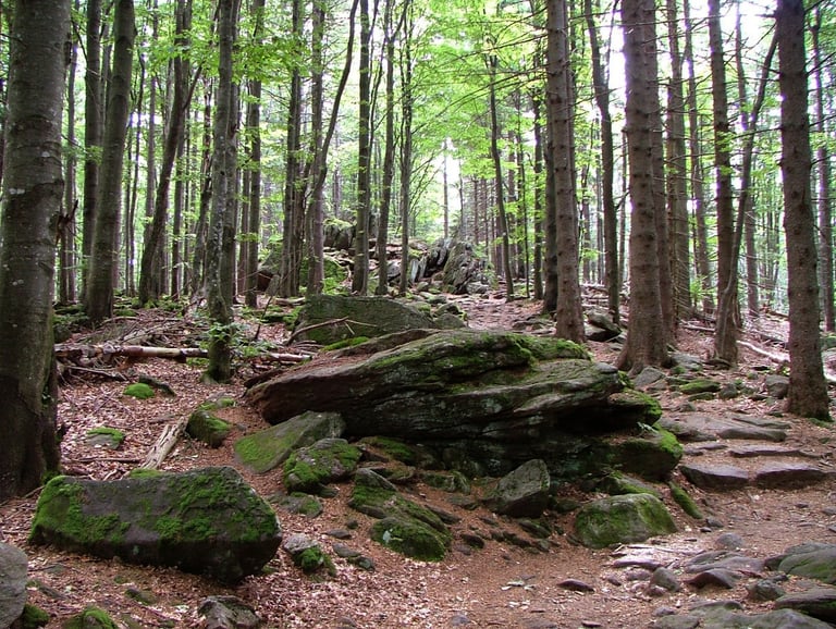Bayerischer Wald zwischen Waldhäuser und Lusen