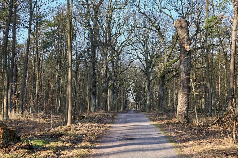Waldweg im Berliner Grunewald · Wikimedia Commons