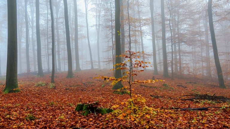 Wohldorf Buchenwald Kleinbuche Herbst Nebel 2014.jpg · Wohldorfer Wald im Herbstnebel · Wikimedia Commons
