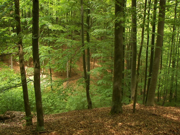 Buchenwald am Urwaldsteig beim Salzkopf im Kellerwald