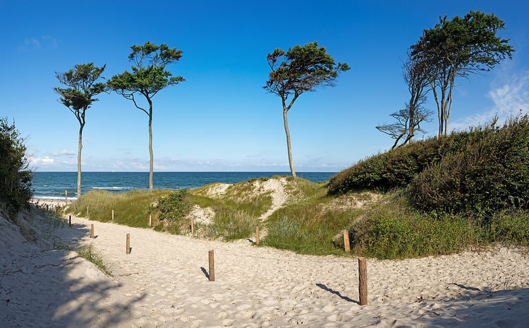 Aus dem Darßwald zur Ostsee 1.jpg · Küstenlandschaft am Darß · Wikimedia Commons