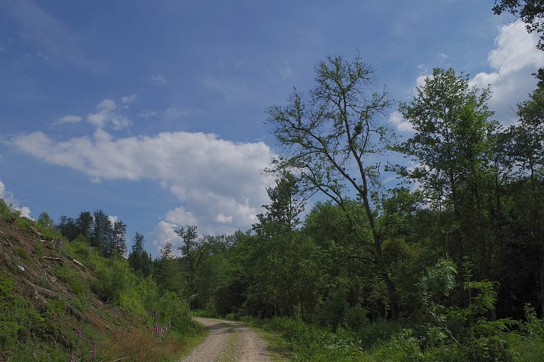 Hutewald Solling im Naturpark Solling-Vogler