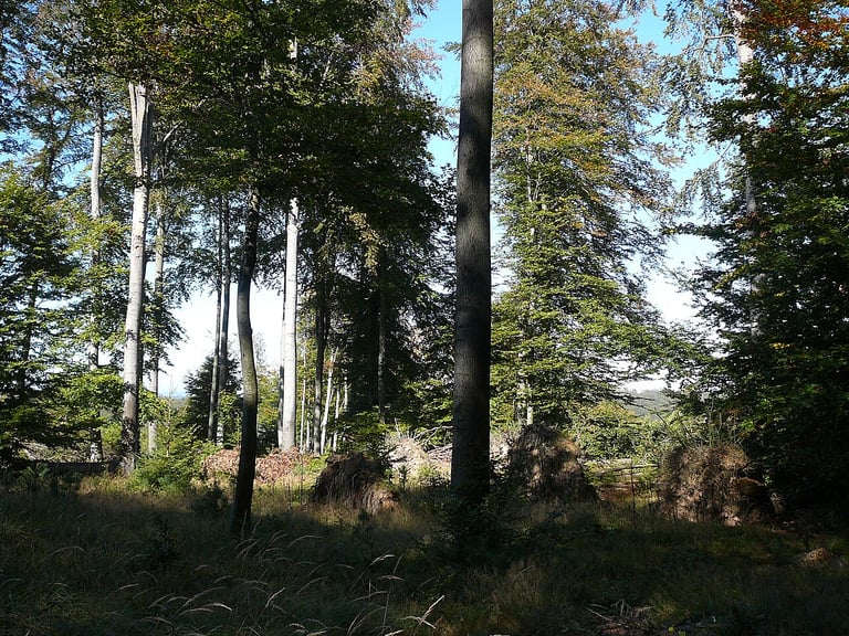 Buchenwald am Forstmeisterweg im Weißenberggebiet, Pfälzerwald