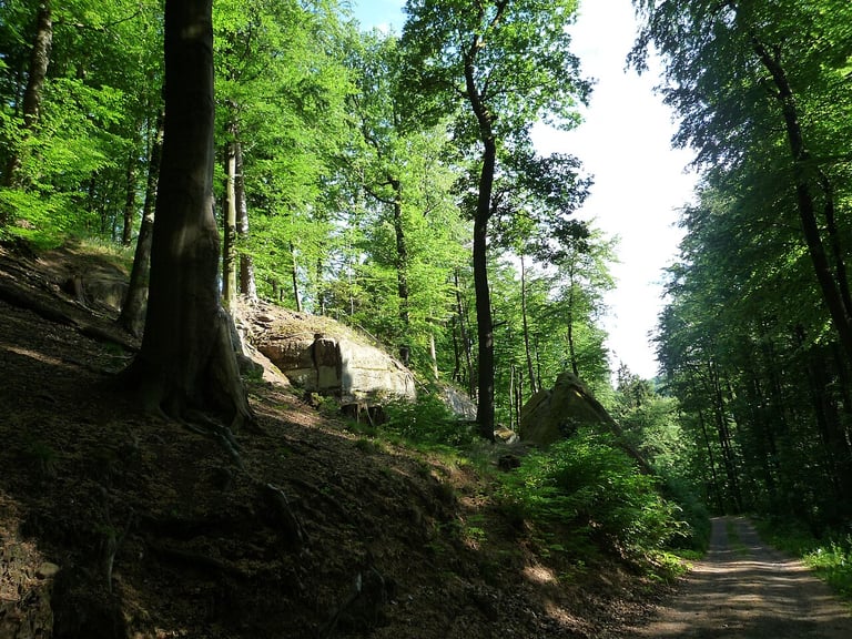 Waldgebiet.JPG · Lichtung mit Fels im St. Ingbert-Kirkeler Waldgebiet · Wikimedia Commons