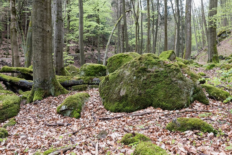 Ilsenburg, Ilsetal -- 2017 -- 0163.jpg · Nationalpark Harz · Wikimedia Commons