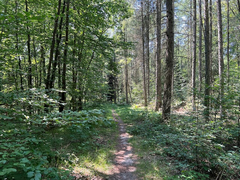 Waldweg Flügel A bei Reinhardtsdorf-Schöna in der Sächsischen Schweiz