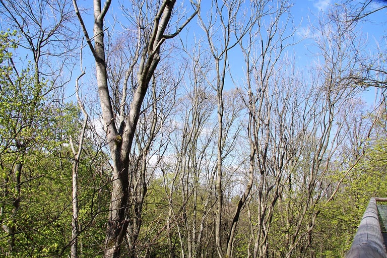 Frühlingsblick vom Baumkronenpfad in den Buchenwald des Nationalparks Hainich